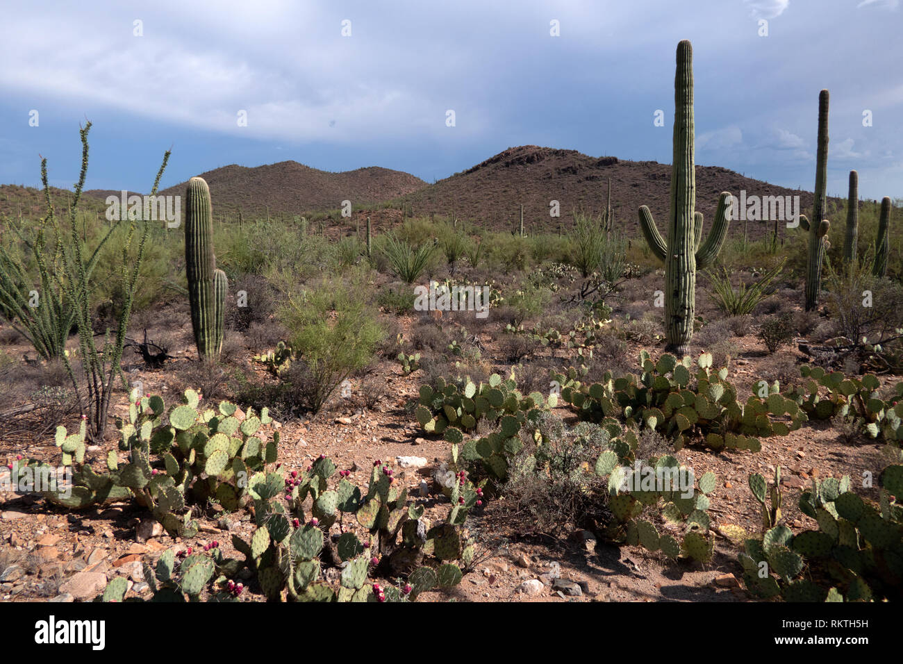 Anzeigen von Saguaro National Park in Arizona, Vereinigte Staaten von Amerika. Ikonische amerikanische Landschaft mit Kakteen, Bäume, Pflanzen, Flora, Vegetation und Natura Stockfoto