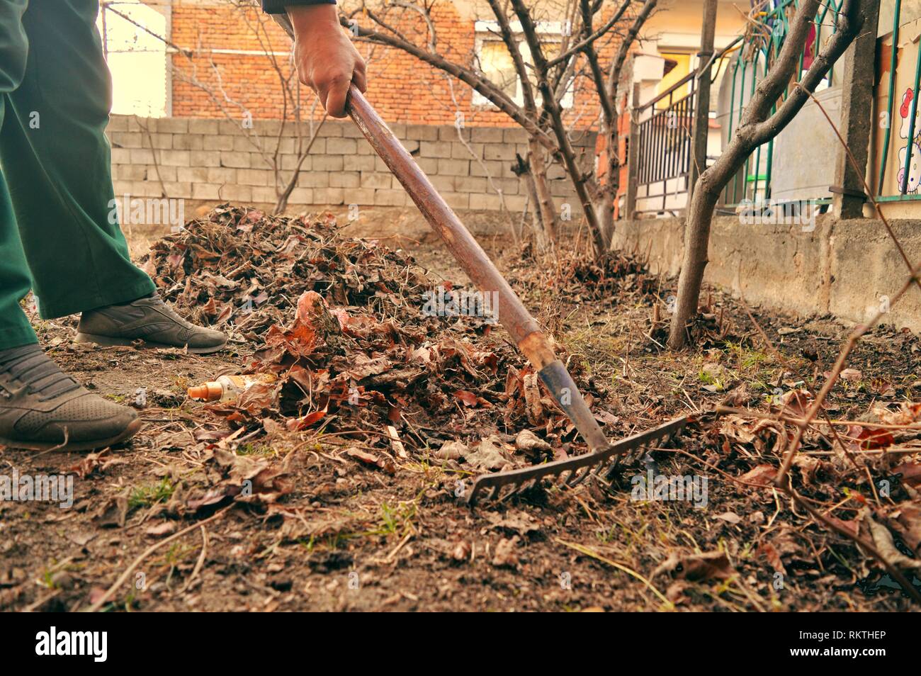 Eine Person harken alten Laub mit einer Harke in den Hinterhof Stockfoto