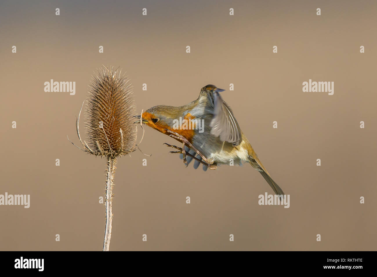 Detaillierte Nahaufnahme von UK winter Robin Vogel (Erithacus Rubecula) schwebt in der Luft Fütterung von einem einzigen Karde (dipsacus). Ganz in der Nähe unten Detail. Stockfoto