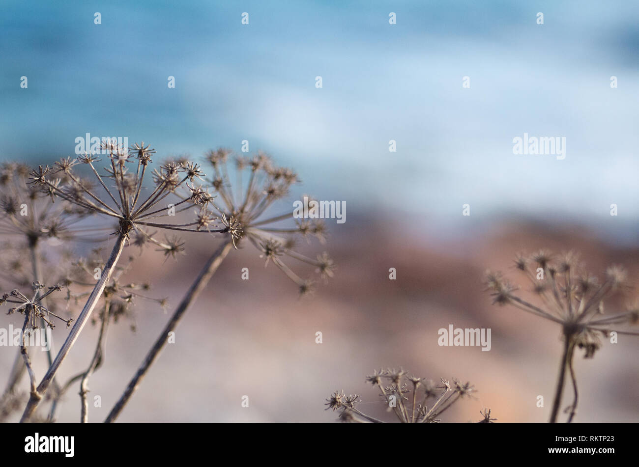 Blumen im Winter hellblauen Hintergrund gut für Text Poesie und Tapeten Stockfoto