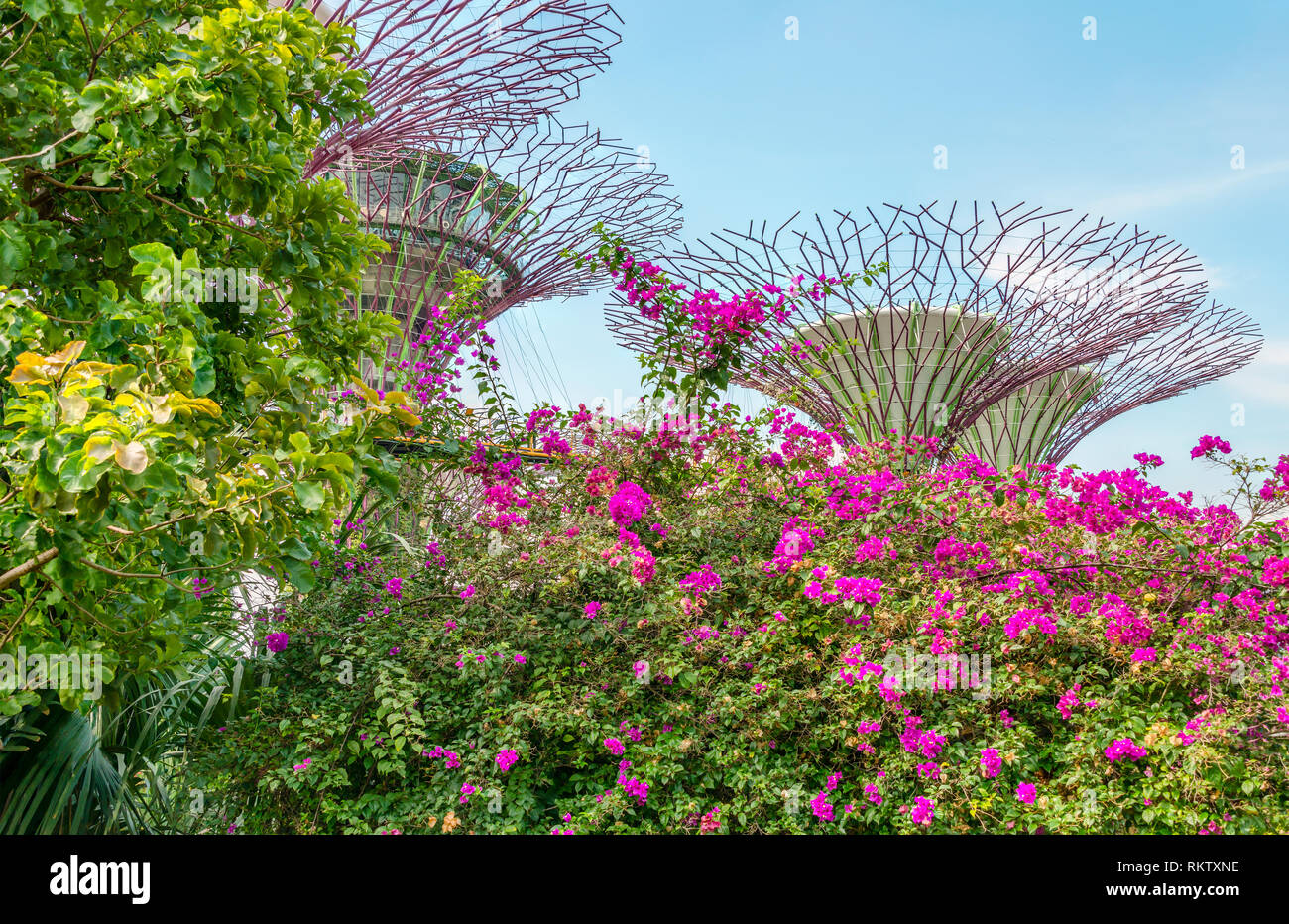 Rosa Blumen vor dem Supertree Grove in Gardens by the Bay, Singapur Stockfoto