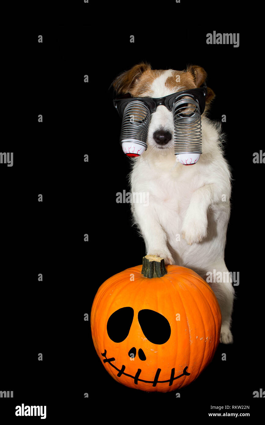 Black dog orange eyes -Fotos und -Bildmaterial in hoher Auflösung – Alamy