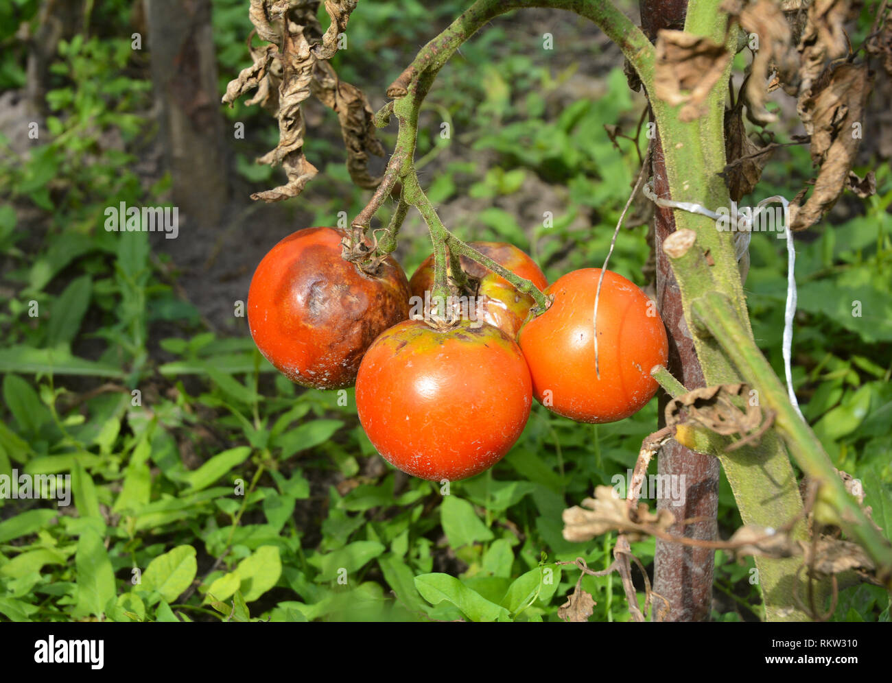 Tomaten Krank durch die Kraut- und Knollenfäule. Nahaufnahme auf Phytophthora infestans ist ein oomycete, der verursacht, dass die Schwere der Erkrankung als knollenfäule Tomaten oder p bekannt Stockfoto