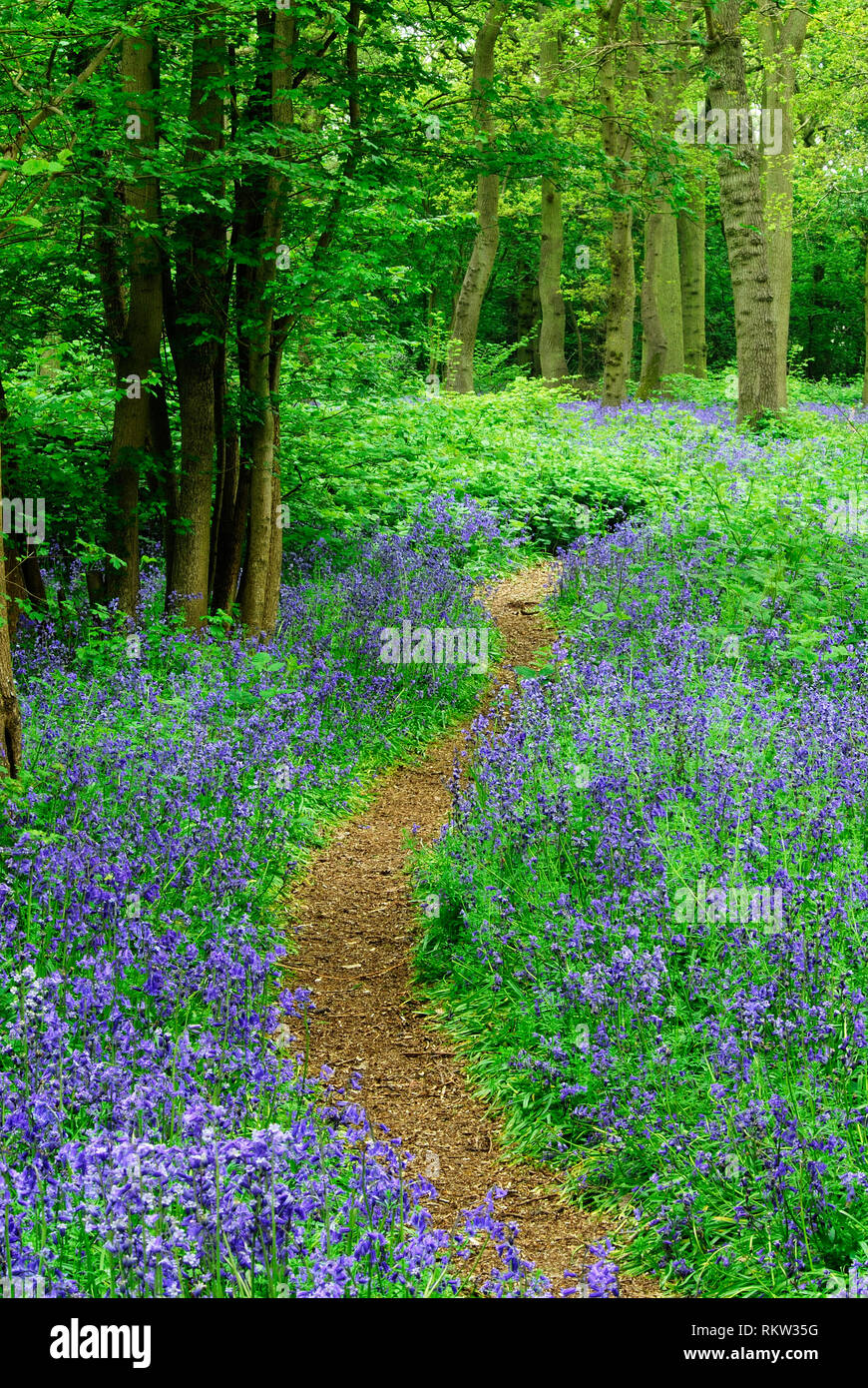 Bluebells in Hagbourne Copse, Swindon, Wiltshire, UK. Wiltshire Wildlife Trust Naturschutzgebiet Stockfoto