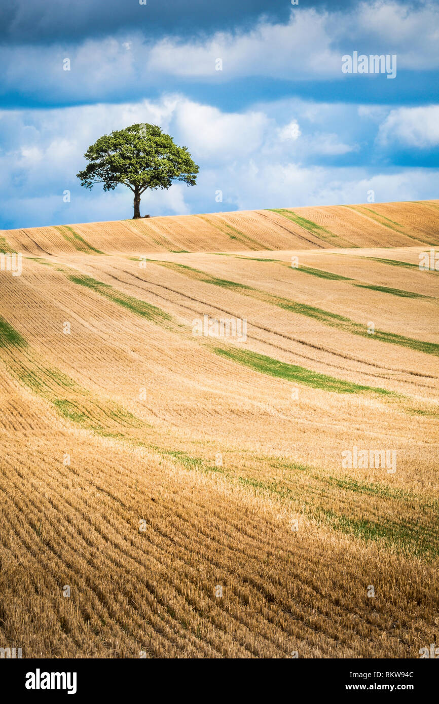 Ein einsamer Baum auf die Skyline einer der Arbeitsscheinwerfer zur Kontrolle der Schnitthöhe. Stockfoto