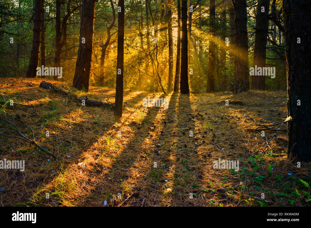 Holkham Pinienwäldern in Norfolk lebendig im frühen Morgen Licht kommen. Stockfoto