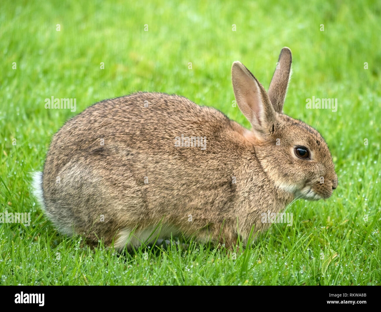 Nahaufnahme einer jungen Wilden Europäischen Kaninchen (Oryctolagus cuniculus) auf kurzen grünen Rasen, Schottland, Großbritannien Stockfoto