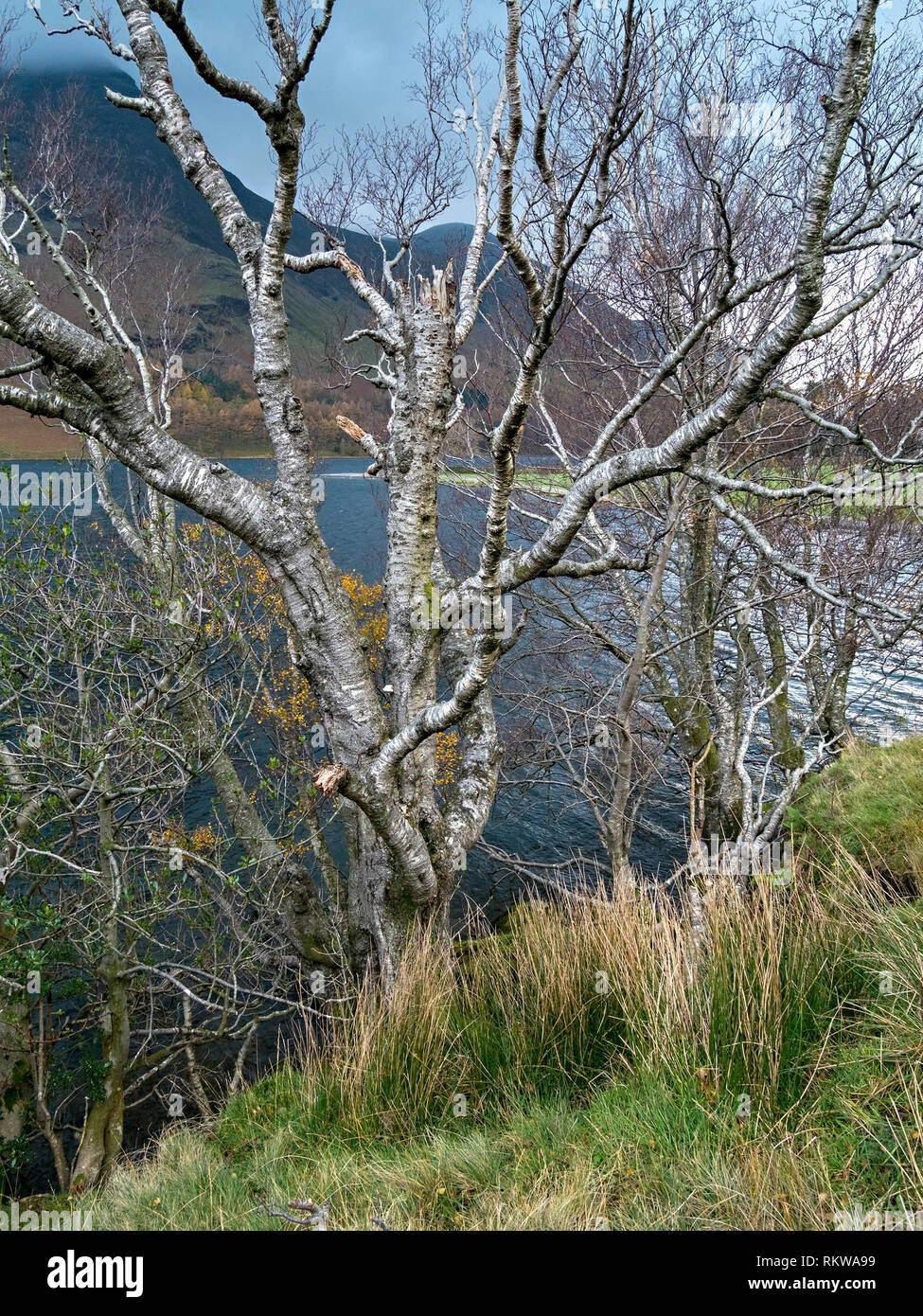 Alte silberne Birke (Betula pendula) mit silber Rinde am Ufer des Buttermere im englischen Lake District, Cumbria, Großbritannien Stockfoto