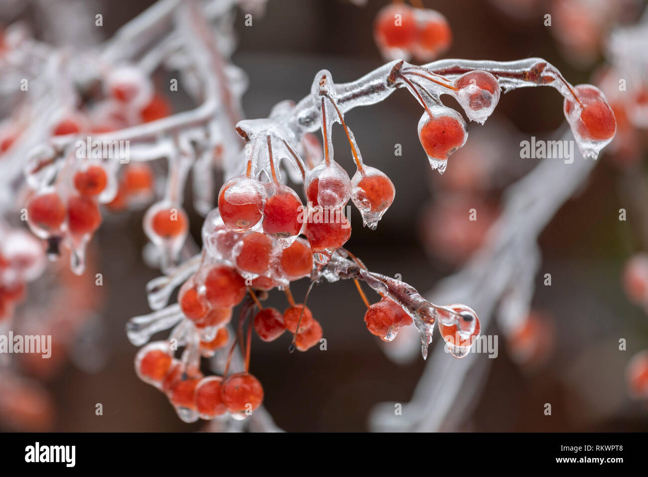 Detroit, Michigan, USA - 12. Februar 2019 - ein Crab Apple Tree ist in Eis nach Schnee, Schneeregen und Regen im Südosten von Michigan fiel beschichtet. Quelle: Jim West/Alamy leben Nachrichten Stockfoto