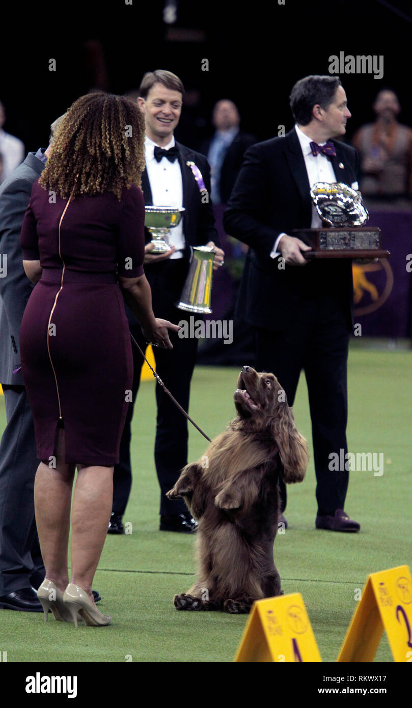 New York, USA. 12. Feb 2019. Westminster Dog Show - New York City, 12. Februar, 2019: Sussex Spaniel GCH CH Kamand voller Bohnen oder Bohnen für kurze, feiert mit seinen Handler nach dem Gewinn der Sporting Group auf 143 Jährliche Westminster Dog Show, Dienstag Abend im Madison Square Garden in New York City. Es war der zweite gerade Jahr gewann er die Gruppe. Quelle: Adam Stoltman/Alamy leben Nachrichten Stockfoto