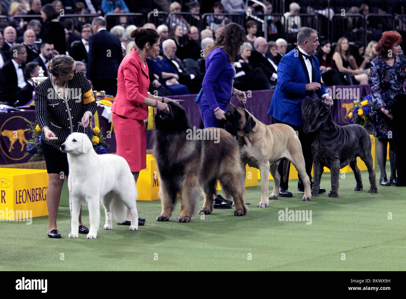 New York, USA. 12. Feb 2019. Westminster Dog Show - New York City, 12. Februar 2019: Arbeitsgruppe Hunde warten auf die 143. jährliche Westminster Dog Show, Dienstag Abend im Madison Square Garden in New York City. Quelle: Adam Stoltman/Alamy leben Nachrichten Stockfoto