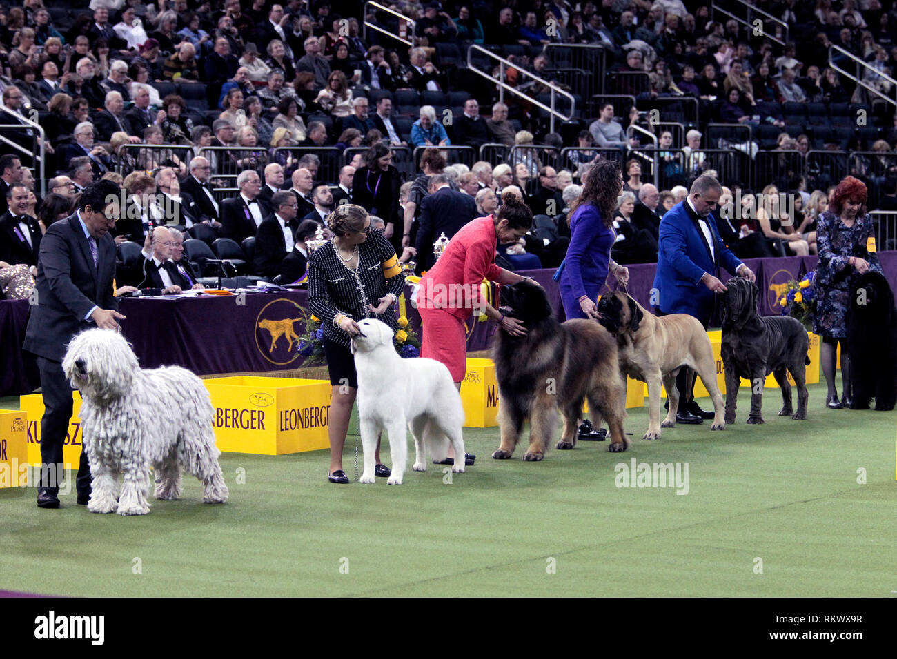 New York, USA. 12. Feb 2019. Westminster Dog Show - New York City, 12. Februar 2019: Arbeitsgruppe Hunde warten auf die 143. jährliche Westminster Dog Show, Dienstag Abend im Madison Square Garden in New York City. Quelle: Adam Stoltman/Alamy leben Nachrichten Stockfoto