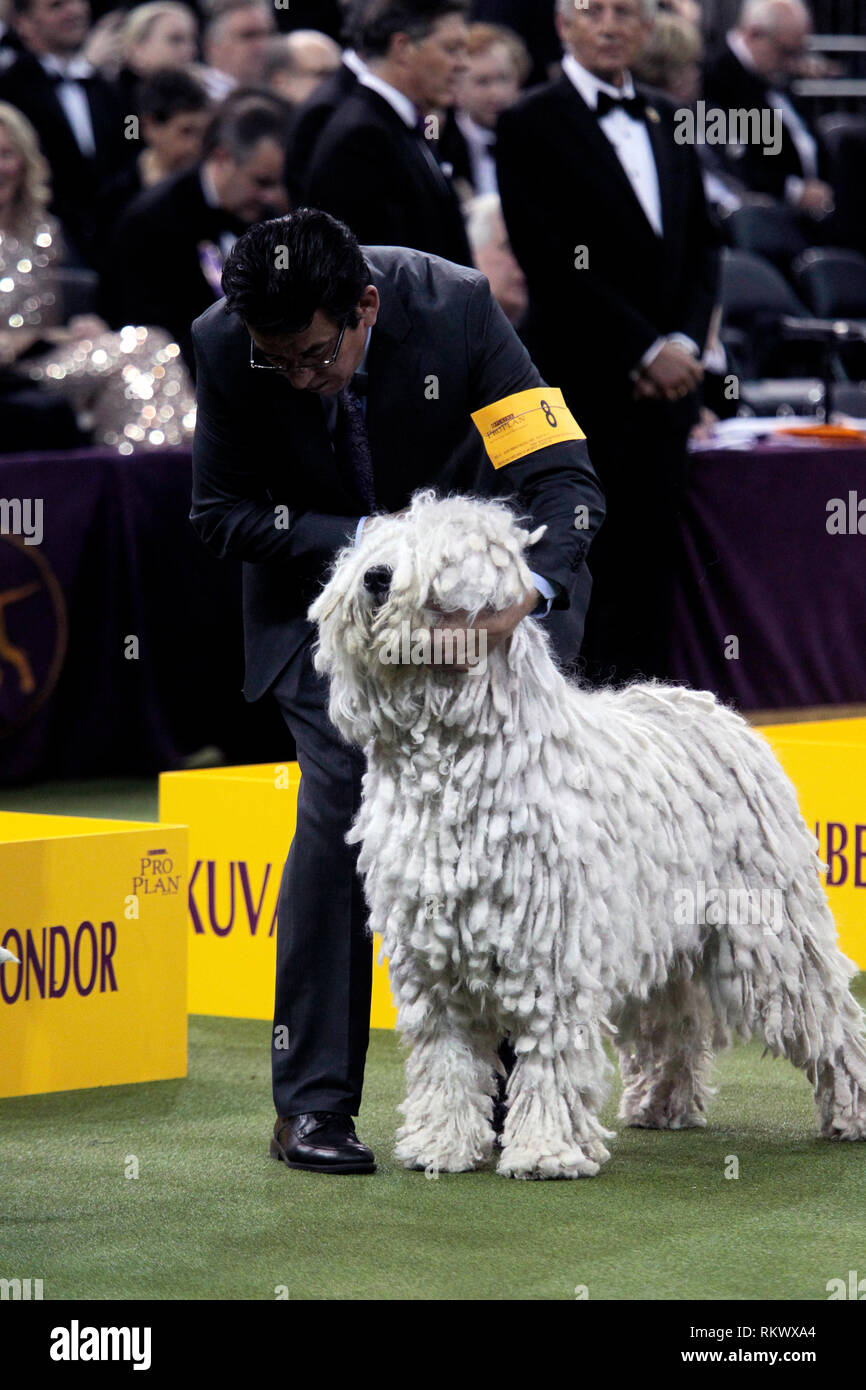 New York, USA. 12. Feb 2019. Westminster Dog Show - New York City, 12. Februar, 2019: Addison, ein Komondor erwartet nach zu urteilen, die in der Arbeitsgruppe Wettbewerb auf 143 Jährliche Westminster Dog Show, Dienstag Abend im Madison Square Garden in New York City. Quelle: Adam Stoltman/Alamy leben Nachrichten Stockfoto