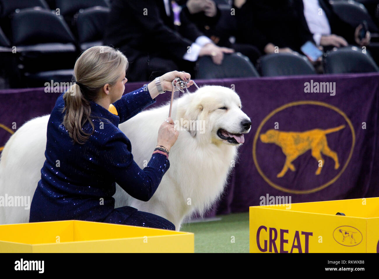 New York, USA. 12. Feb 2019. Westminster Dog Show - New York City, 12. Februar, 2019: GCHG CH RIVERGROVES DER NAME DES SPIELS, eine große Pyrenäen ist gepflegt, in Erwartung der Beurteilung in der Arbeitsgruppe Wettbewerb auf 143 Jährliche Westminster Dog Show, Dienstag Abend im Madison Square Garden in New York City. Quelle: Adam Stoltman/Alamy leben Nachrichten Stockfoto