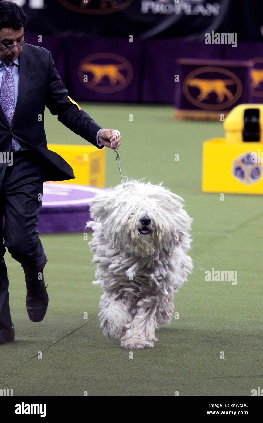 New York, USA. 12. Feb 2019. Westminster Dog Show - New York City, 12. Februar, 2019: Addison, ein Komondor mit seinem Handler bei Urteilen, die in der Arbeitsgruppe Wettbewerb auf 143 Jährliche Westminster Dog Show, Dienstag Abend im Madison Square Garden in New York City. Quelle: Adam Stoltman/Alamy leben Nachrichten Stockfoto