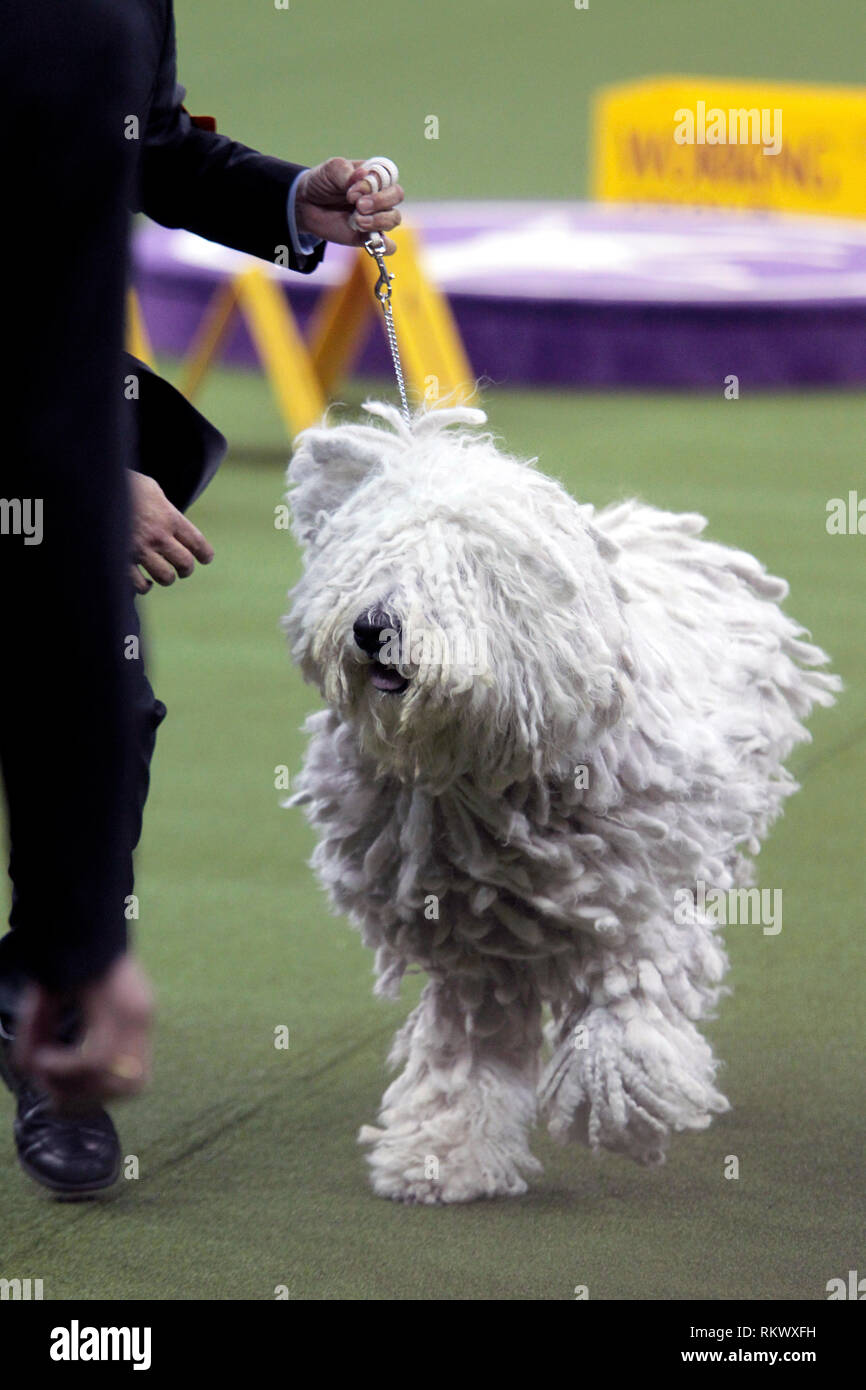 New York, USA. 12. Feb 2019. Westminster Dog Show - New York City, 12. Februar, 2019: Addison, ein Komondor mit seinem Handler bei Urteilen, die in der Arbeitsgruppe Wettbewerb auf 143 Jährliche Westminster Dog Show, Dienstag Abend im Madison Square Garden in New York City. Quelle: Adam Stoltman/Alamy leben Nachrichten Stockfoto