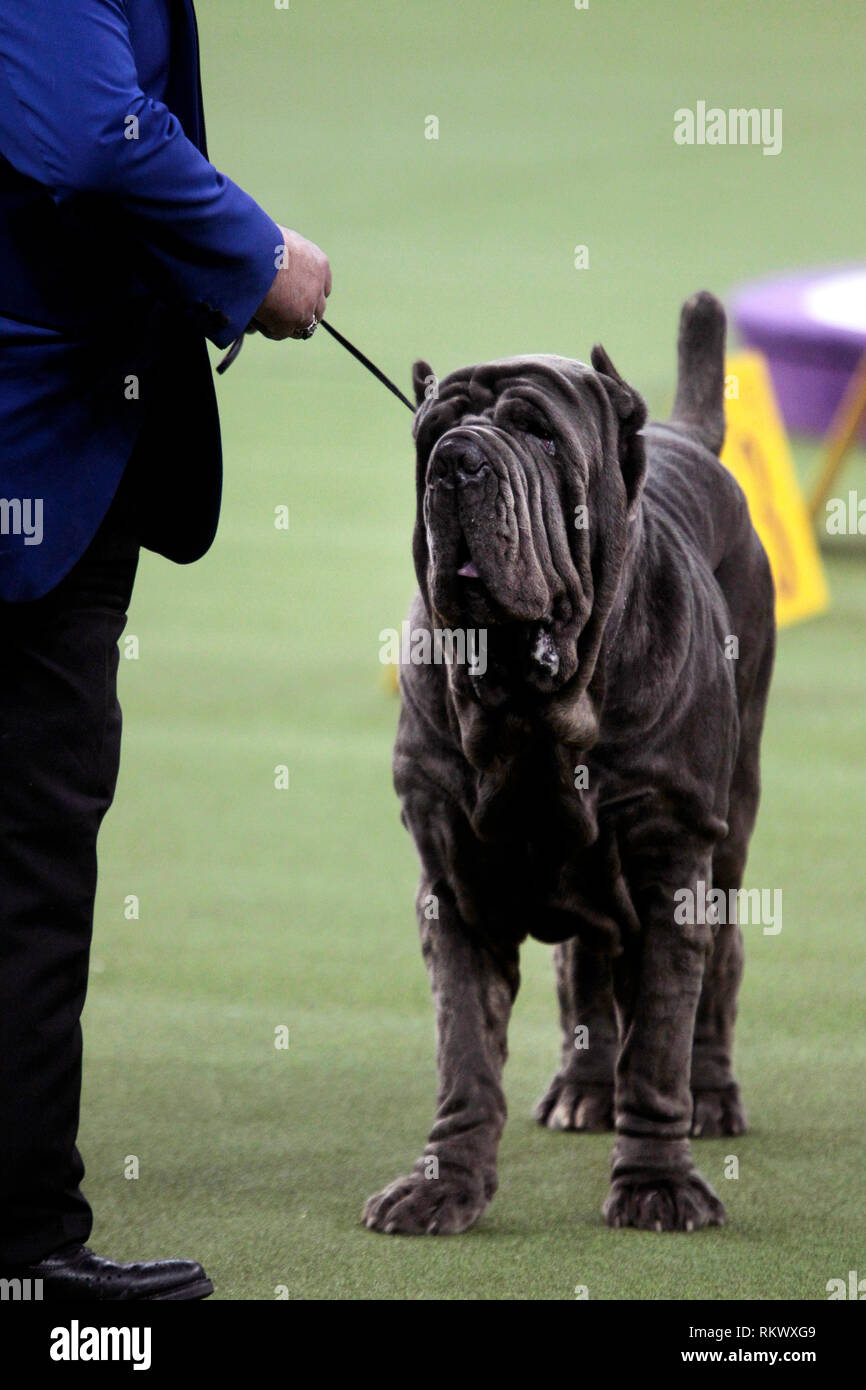 New York, USA. 12. Feb 2019. Westminster Dog Show - New York City, 12. Februar, 2019: Maximus, eine neapolitanische Mastiff mit seinem Handler bei Urteilen, die in der Arbeitsgruppe Wettbewerb auf 143 Jährliche Westminster Dog Show, Dienstag Abend im Madison Square Garden in New York City. Quelle: Adam Stoltman/Alamy leben Nachrichten Stockfoto