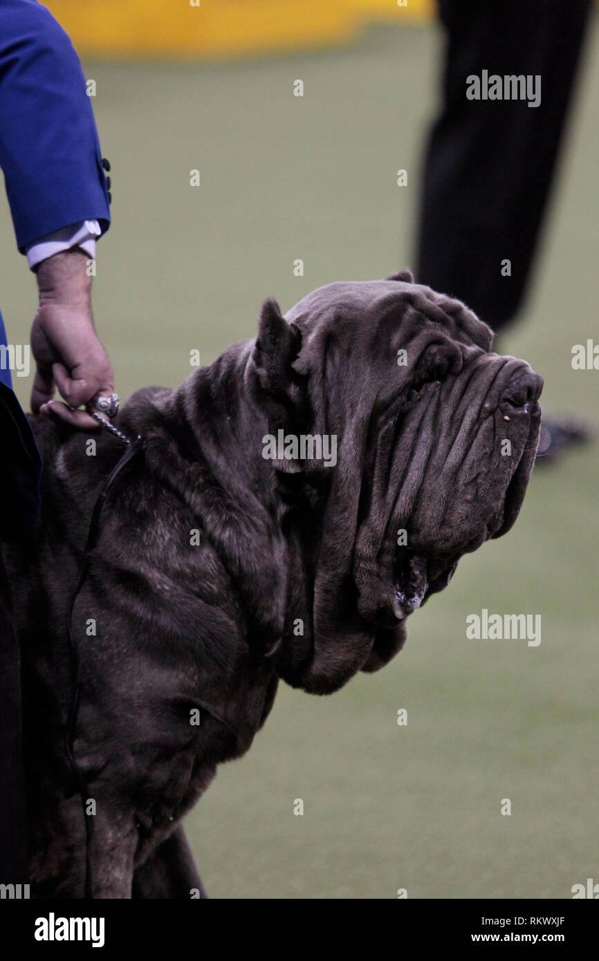 New York, USA. 12. Feb 2019. Westminster Dog Show - New York City, 12. Februar, 2019: Maximus, eine neapolitanische Mastiff mit seinem Handler bei Urteilen, die in der Arbeitsgruppe Wettbewerb auf 143 Jährliche Westminster Dog Show, Dienstag Abend im Madison Square Garden in New York City. Quelle: Adam Stoltman/Alamy leben Nachrichten Stockfoto