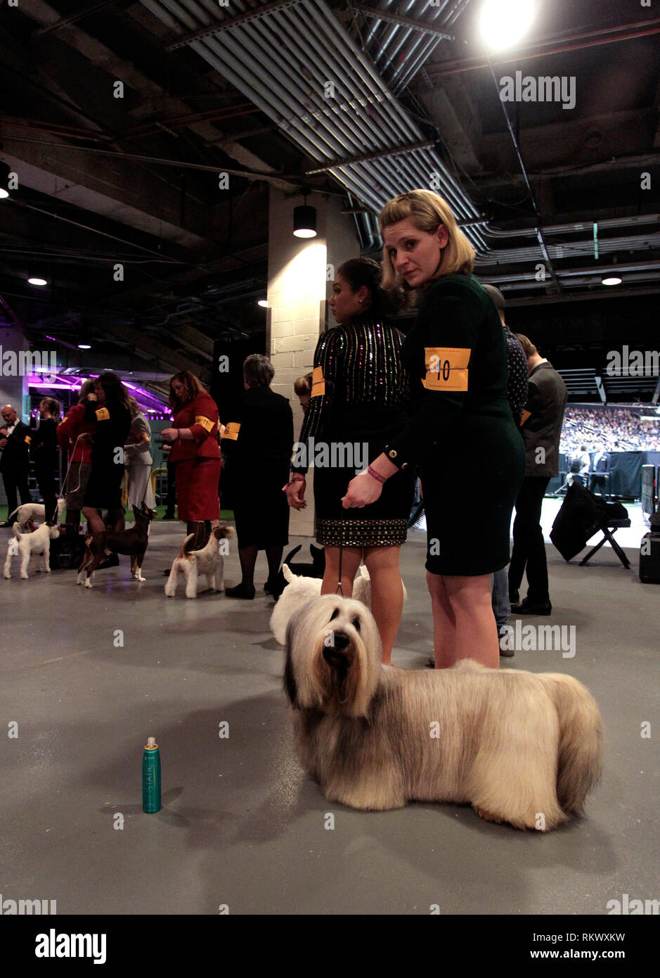 New York, USA. 12. Feb 2019. Westminster Dog Show - New York City, 12. Februar, 2019: Terrier hunde ihrer Gruppe zu der Ring am 143. jährliche Westminster Dog Show, Dienstag Abend im Madison Square Garden in New York City zu aufgerufen werden erwartet. Quelle: Adam Stoltman/Alamy leben Nachrichten Stockfoto