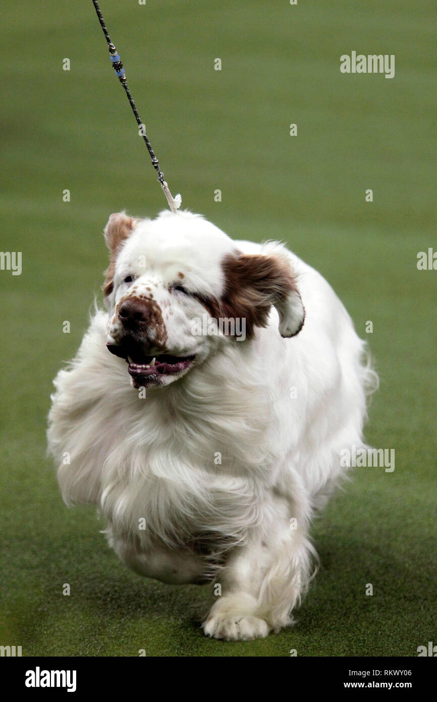 New York, USA. 12. Feb 2019. Westminster Dog Show - New York City, 12. Februar, 2019: ein clumber Spaniel bei der Beurteilung der sportlichen Gruppe am 143. jährliche Westminster Dog Show, Dienstag Abend im Madison Square Garden in New York City. Quelle: Adam Stoltman/Alamy leben Nachrichten Stockfoto