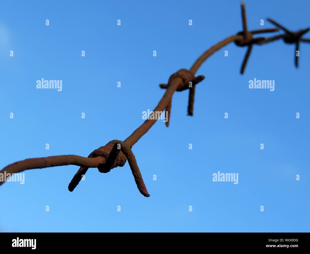 Rostigem Stacheldraht auf blauen Himmel Hintergrund isoliert. Konzept der Begrenzung, Gefängnis, Krieg oder Immigration. Stockfoto