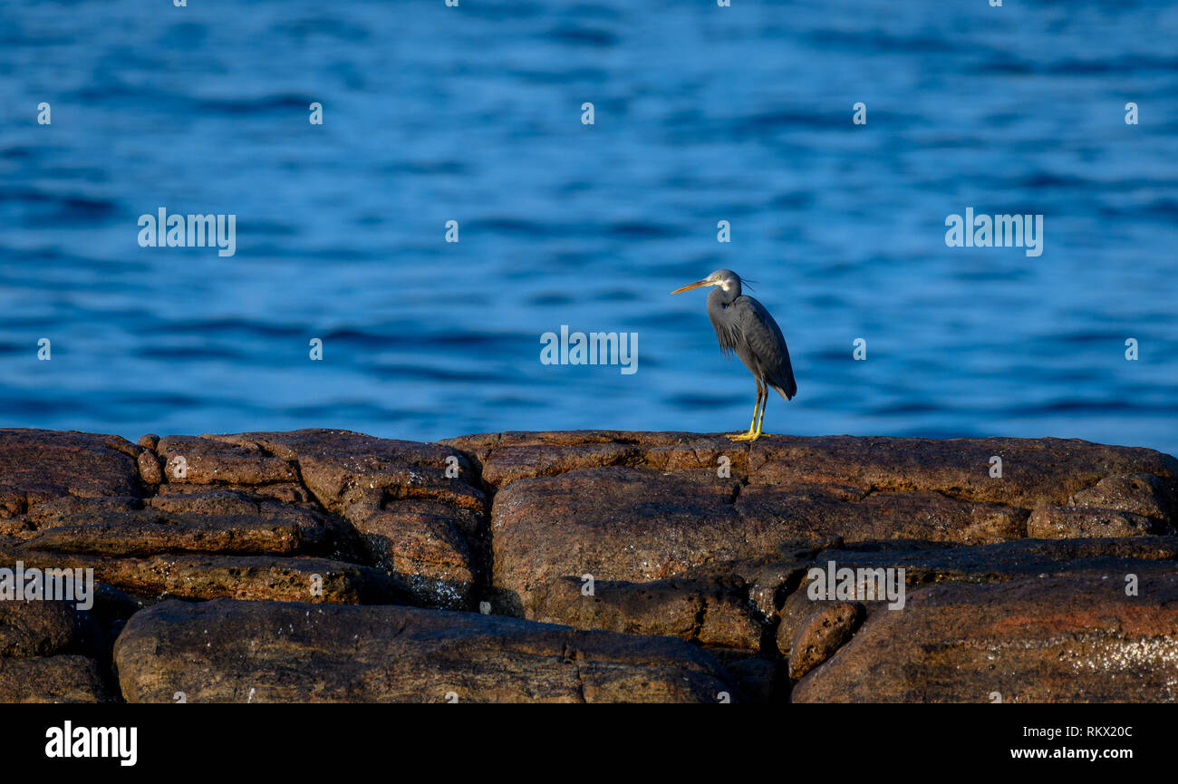 Ein einsamer Vogel steht auf den Felsen in der Nähe von Strand Stockfoto