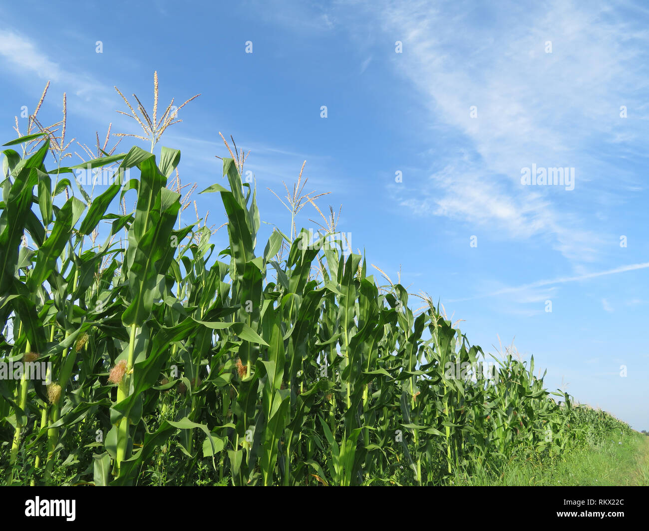 Grüne Maisfeld und blauer Himmel mit weißen Wolken. Maisstängel mit jungen Maiskolben Stockfoto