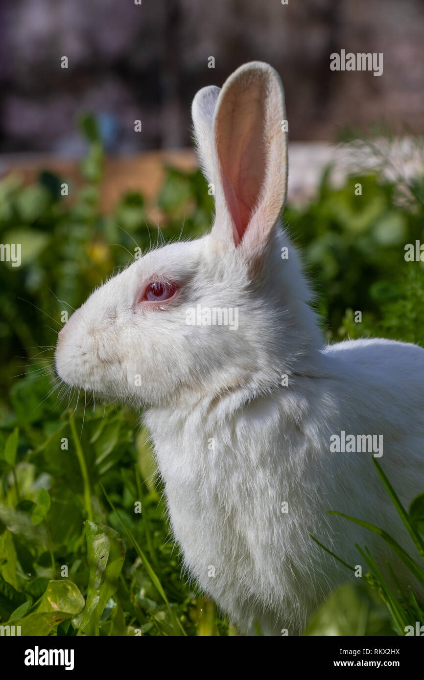 Cute bunny Hase sitzend auf grünem Gras im Garten. Ostern Konzept Idee. Stockfoto