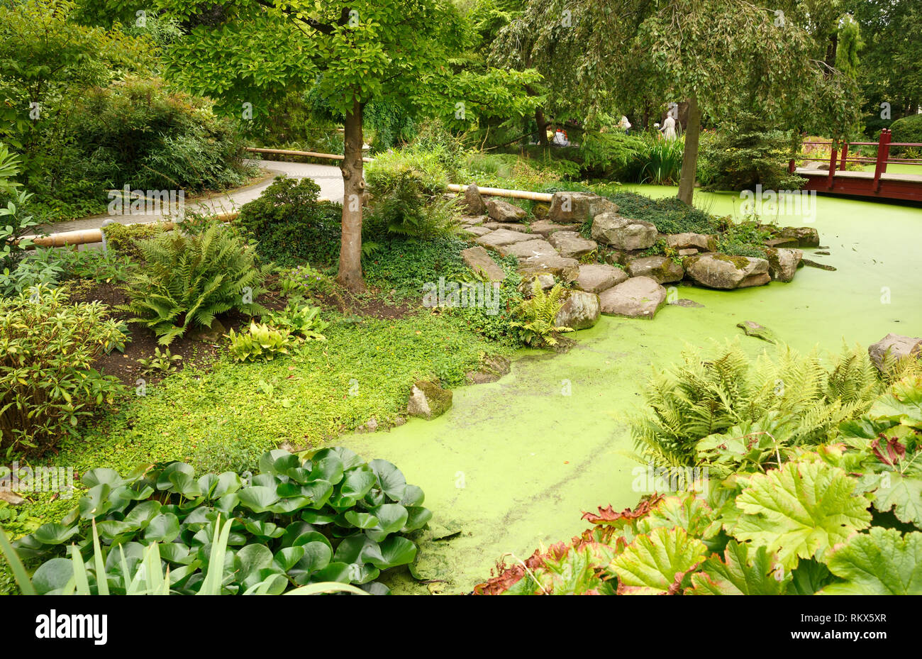 Japanischer Garten mit Teich, Brücke und Bäumen. Stockfoto