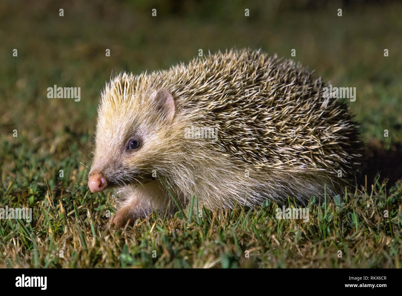 Die alderney Blonde Igel, zahm und umgänglich aufgrund der fehlenden Prädation. Stockfoto