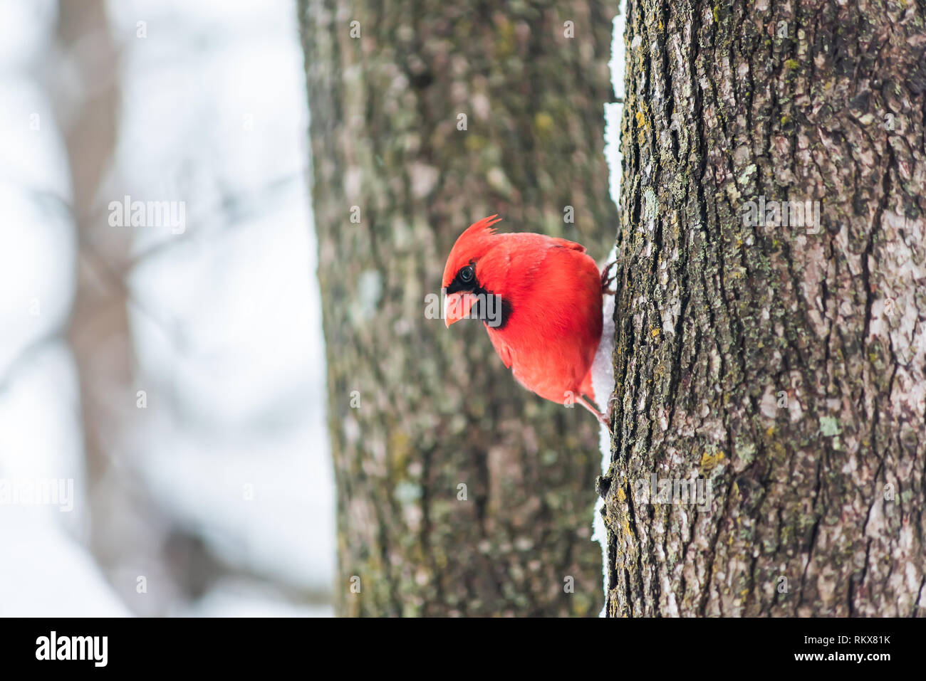 Lustige rote Northern cardinal Bird, Cardinalis, thront auf Baumstamm seitwärts Seite im Winter Schnee bunte in Virginia Stockfoto