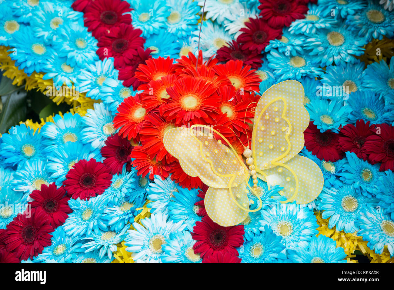 Bunte Blumen an der Festa da Flor oder Spring Flower Festival in der Stadt von Funchal auf der Insel Madeira im Atlantischen Ozean von Portugal. M Stockfoto
