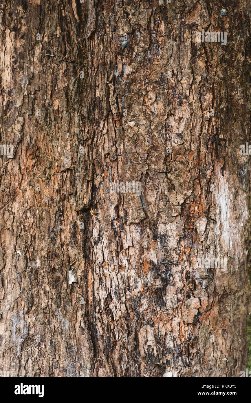 Full Frame Bild eines alten und uralten Baum Rinde für Hintergrund. Vertikale Ausrichtung Stockfoto