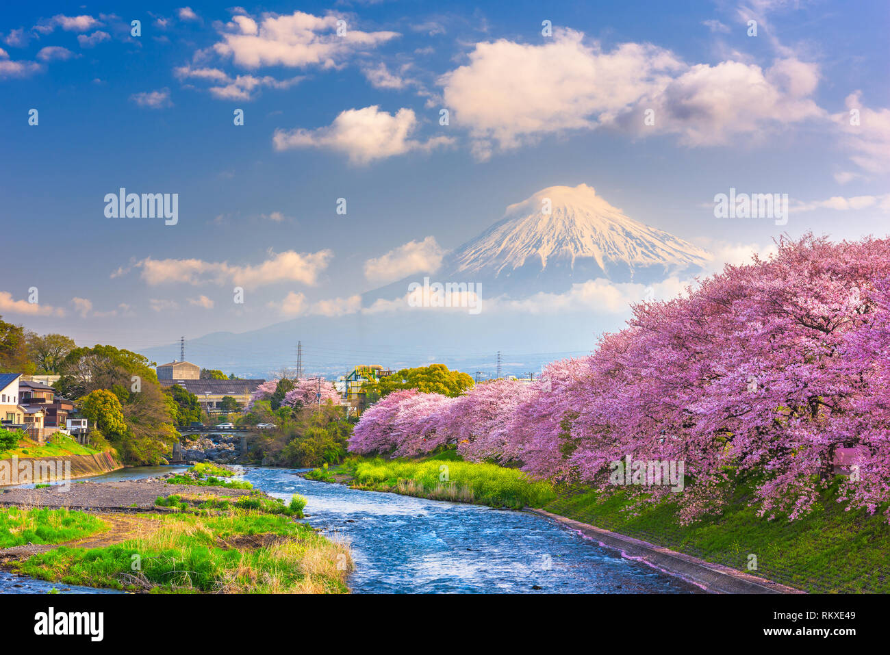Mt. Fuji, Japan Frühling Landschaft und Fluss mit Kirschblüten. Stockfoto