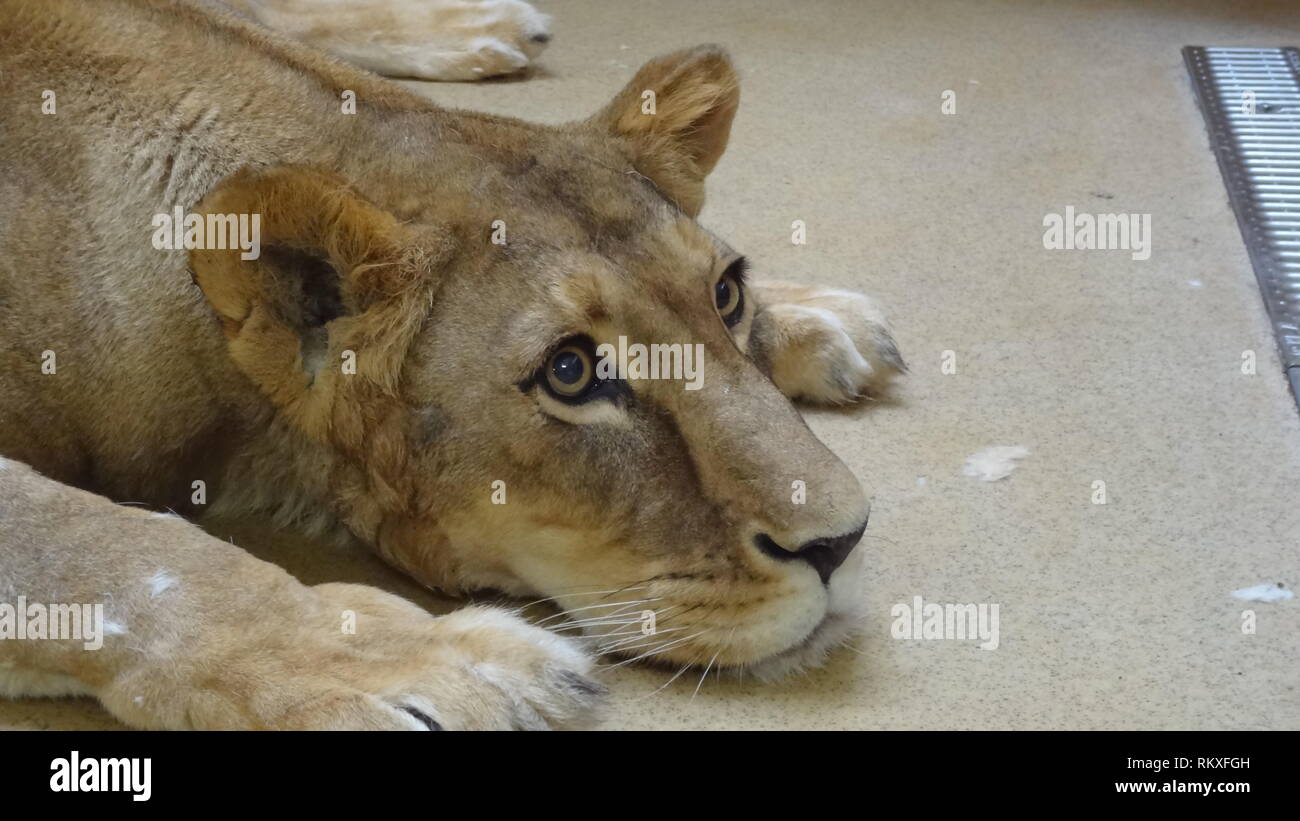 Narkotisierte Lion am Zoo Liberec in der Tschechischen Republik für Gesundheit Prüfung Stockfoto