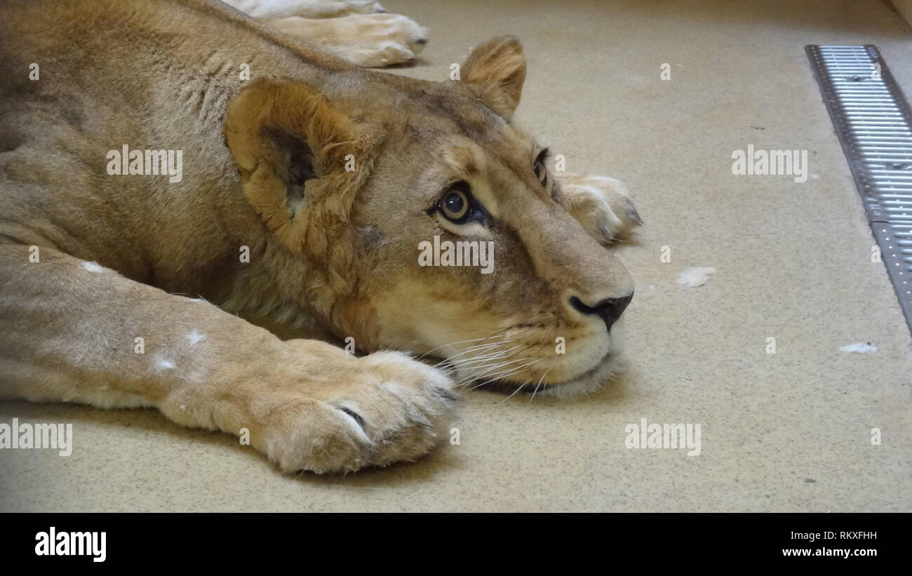Narkotisierte Lion am Zoo Liberec in der Tschechischen Republik für Gesundheit Prüfung Stockfoto