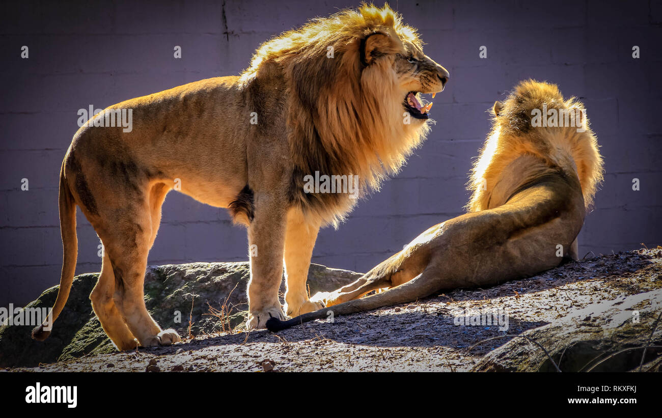 Ein männlicher afrikanischer Löwe brüllt beim Stehen neben einem anderen Löwen in ein Gehege im Zoo. Stockfoto