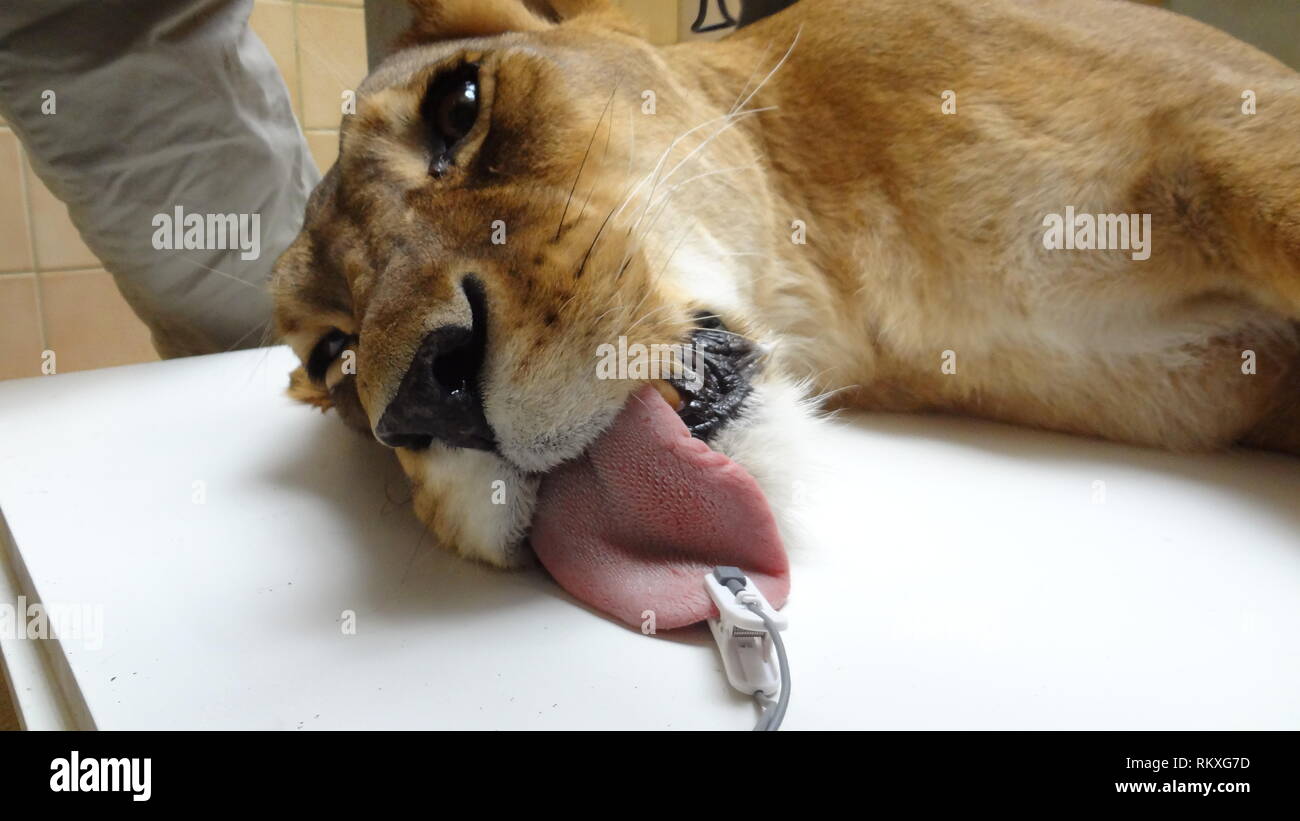 Narkotisierte Lion am Zoo Liberec in der Tschechischen Republik für Gesundheit Prüfung Stockfoto