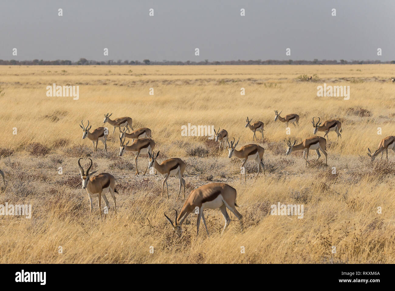 Springbock (Antidorcas marsupialis) Herde oder kleine Gruppe in der Afrikanischen Savanne Gras in Etosha National Park, Namibia, Afrika Stockfoto