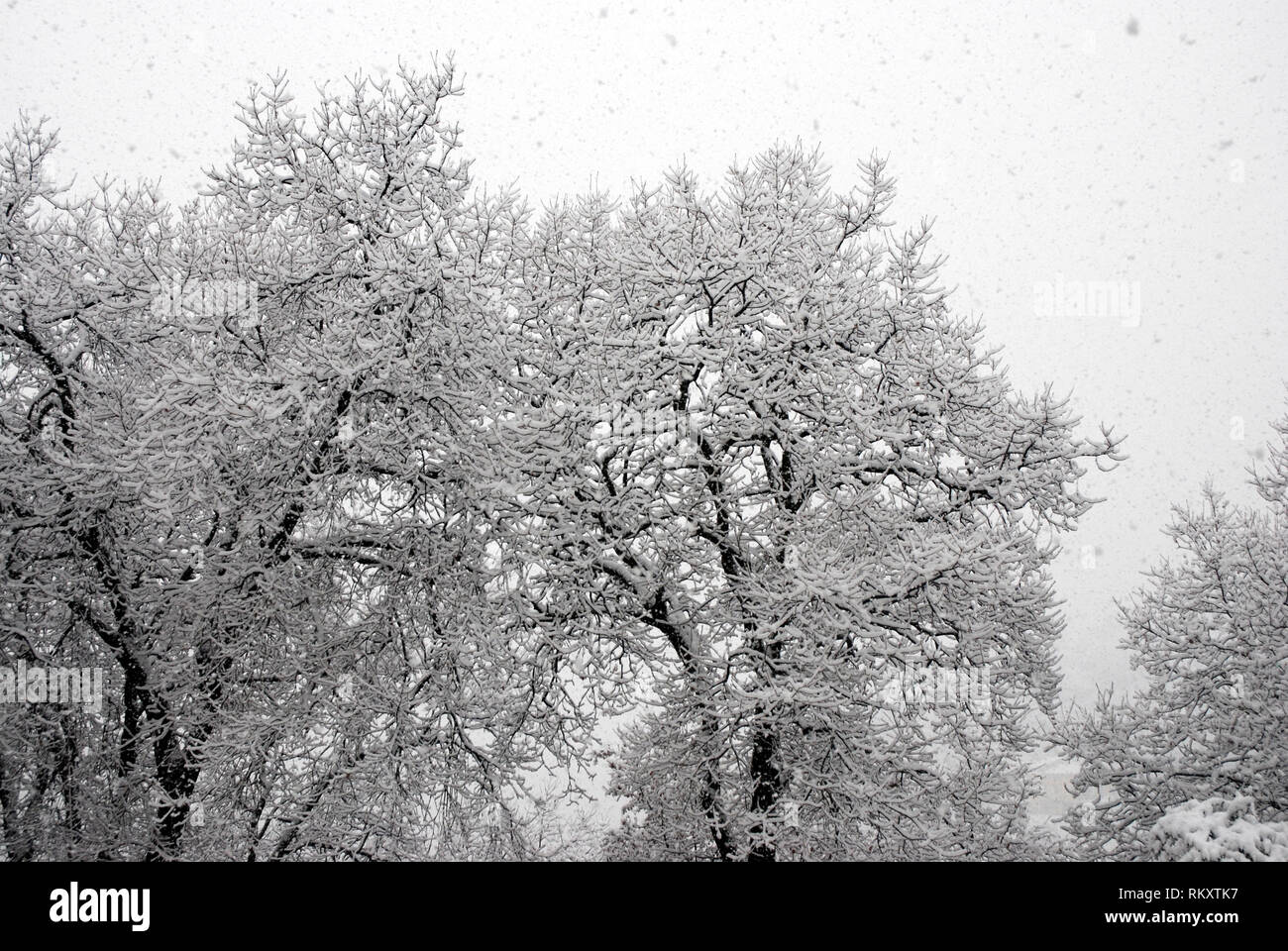 Kontrast der Schnee auf den Ästen der Bäume im kalten Winter Stockfoto