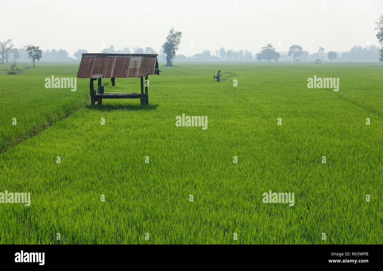 Ein Reisfeld Feld in Sukhothai Thailand Stockfoto