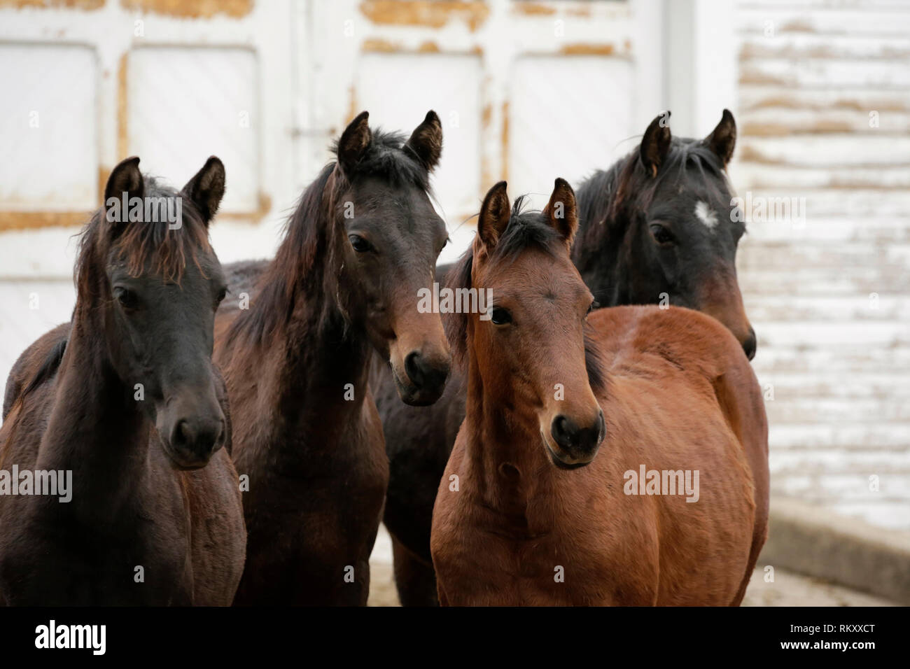 UVM Morgan Pferde Vermont USA Vereinigte Staaten Stockfoto