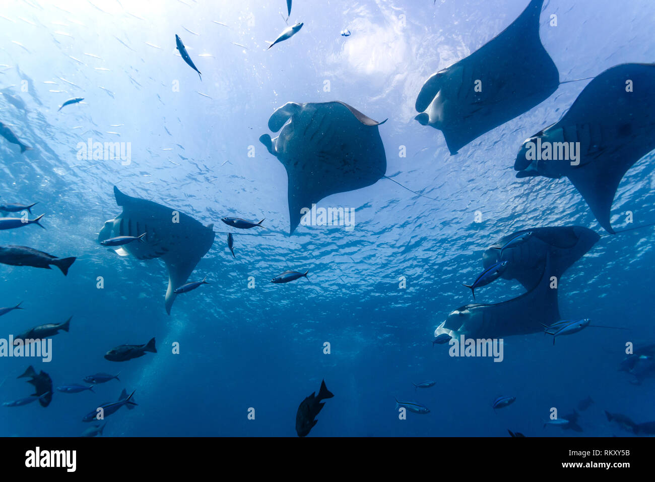 Nahaufnahme von einer Mischung aus riesigen Mantarochen und große silberne Fische Stockfoto