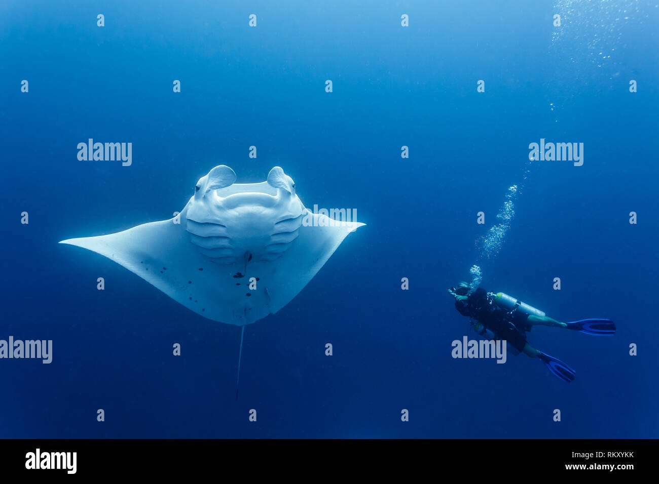 Taucher mit seitlichen Becken macht Fotos von riesigen Mantarochen, Mobula alfredi, in klarem blauem Wasser Stockfoto