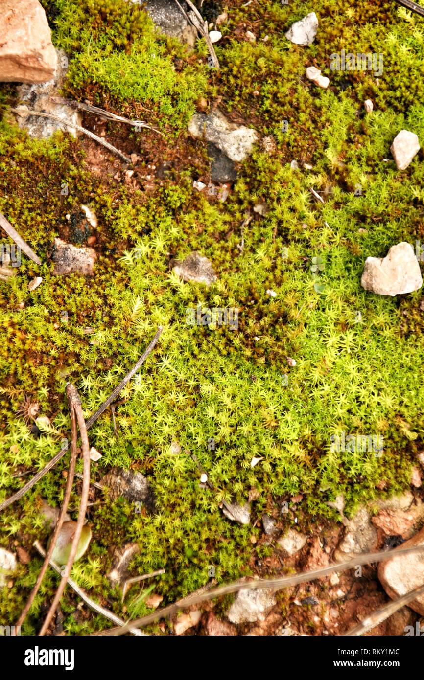 Polytrichum commune Textur in den Wald im Winter Stockfoto