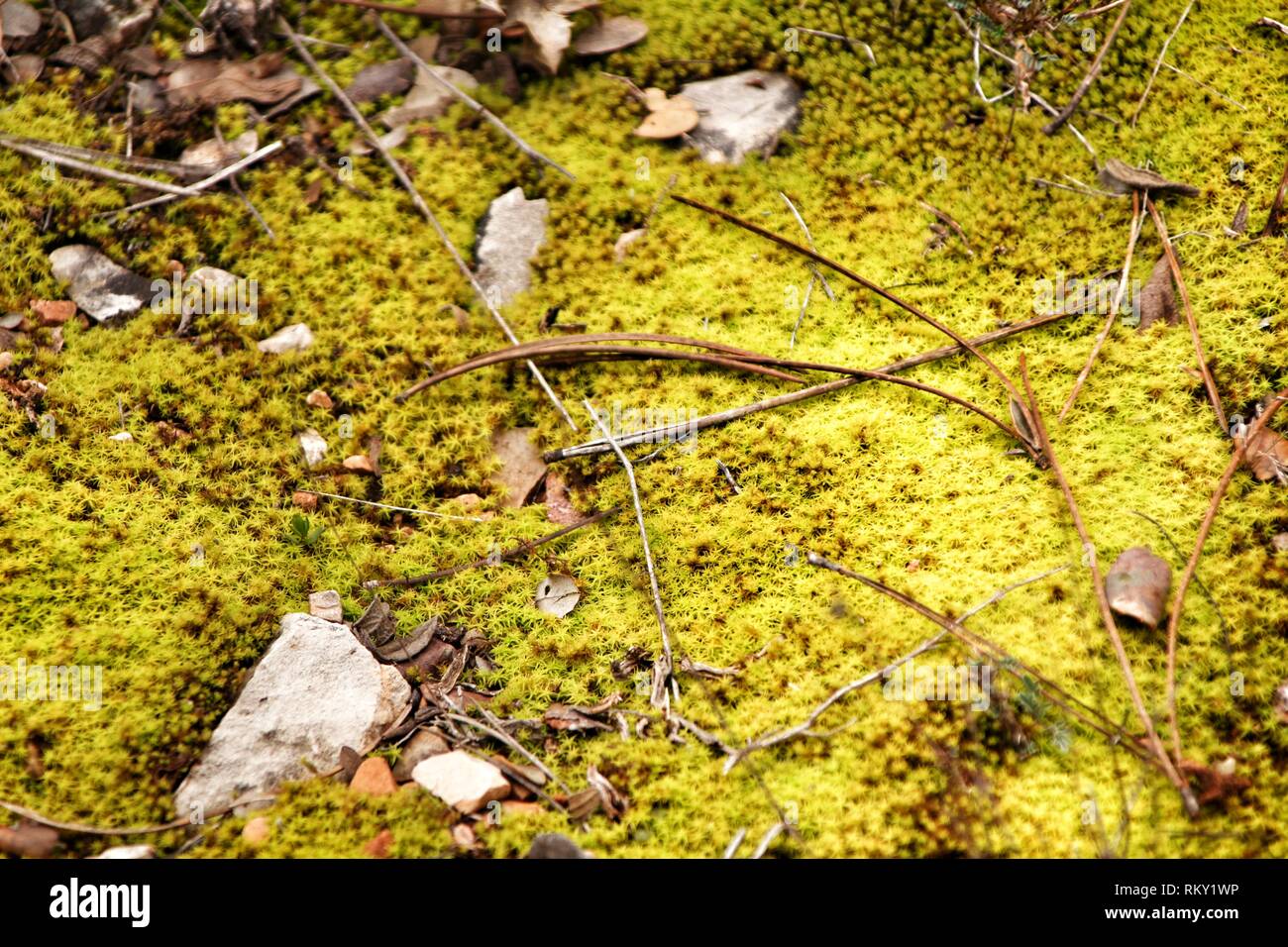 Polytrichum commune Textur in den Wald im Winter Stockfoto
