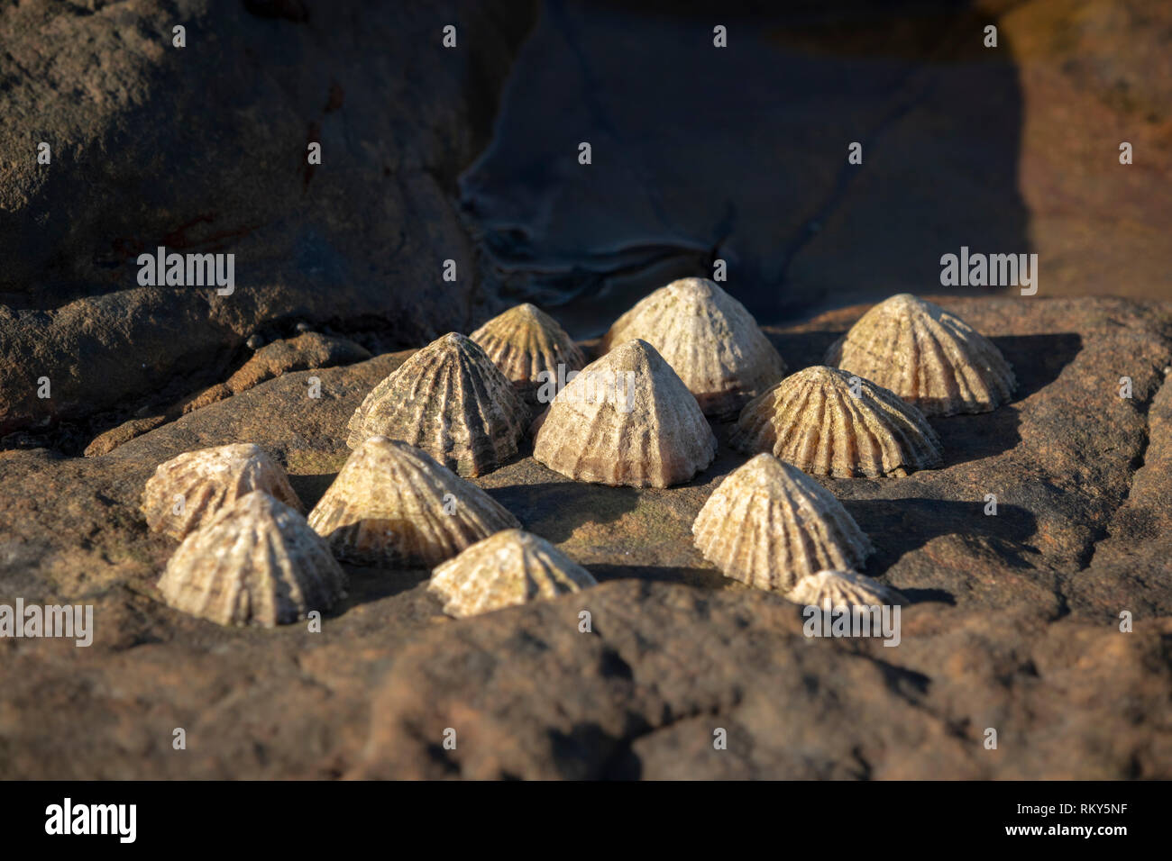 Muscheln auf den Felsen an der Küste. Stockfoto