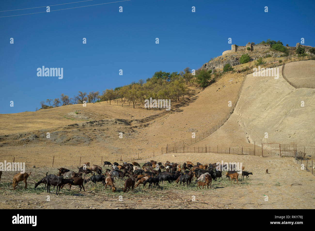 Ziegen, die sich auf Grün ernähren, die der Bauer während der trockenen Sommersaison am Fuße der maurischen Burg, Carcabuey, Provinz Cordoba, Spanien, ausstellt Stockfoto