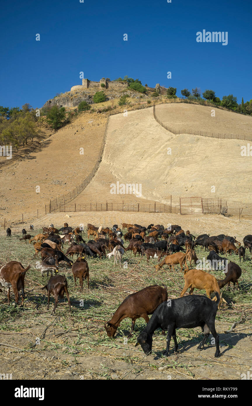 Milchziegen, die sich auf Grün ernähren, die der Bauer auf einem kleinen Bauernhof am Fuße der maurischen Burg, Carcabuey, Provinz Cordoba, Spanien, ausstellt Stockfoto