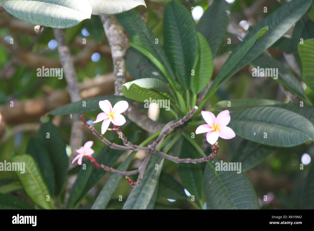 Ylang-Ylang Stockfoto